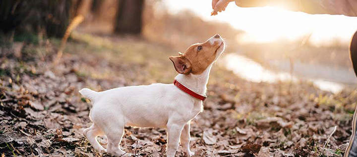 Using Target Training to Teach Your Dog Advanced Commands